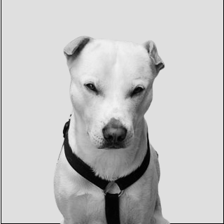 Baco